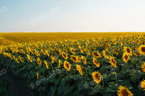 Preview: Field of blooming sunflowers. Organic and natural floral background. Agricultural on a sunny day.