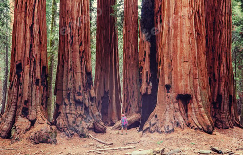 Person Standing Among Giant Redwood Trees in Forest