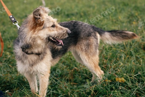 Preview: Adorable dog with sweet emotions and funny smile walking in grass