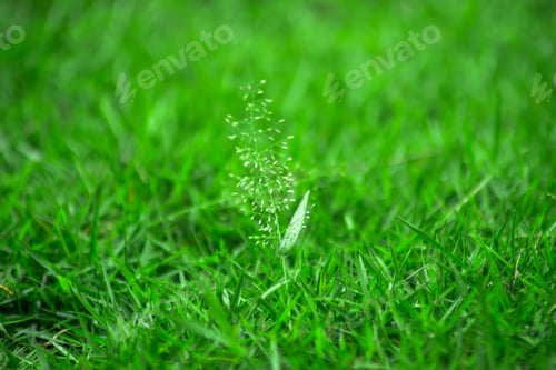 Preview: Beautiful morning view indonesia, Panorama Landscape paddy fields with beauty color and sky natural