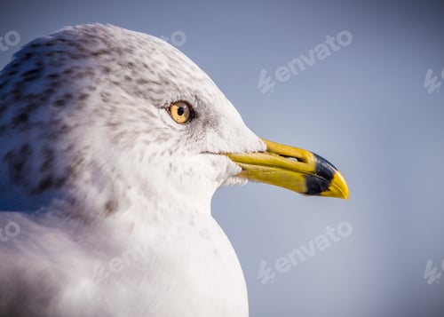 Preview: ring billed gull