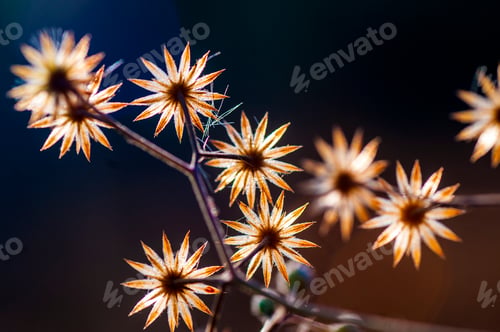 Preview: Wild flower in meadow, grass flower Nature background.