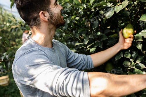 Preview: Young male farmer examining quality of pears in orchard.
