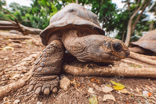 Preview: Aldabra giant tortoise