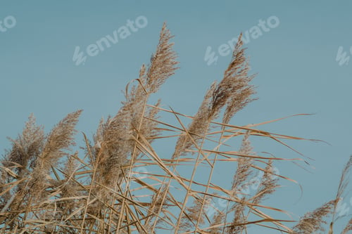 Preview: Pampas grass with blue sky and clouds at sunny day. Landscape with dried reeds and grass.