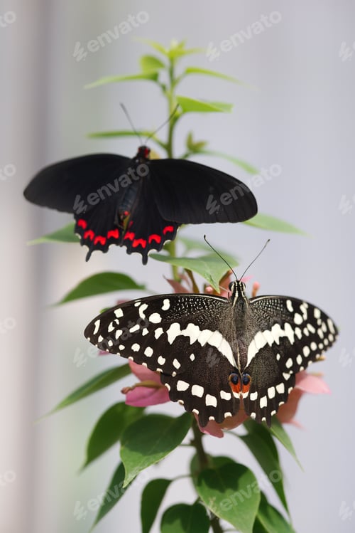 Preview: Colorful Tropical butterflies perched on twigs and leaves