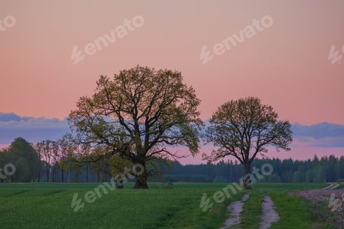 Coucher de soleil rouge sur des champs sauvages avec un chêne