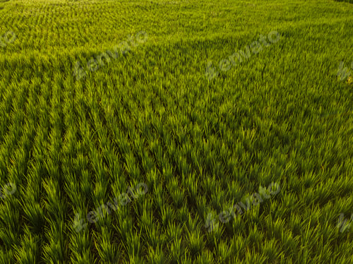 Preview: Aerial view of rice fields,Bali,Indonesia