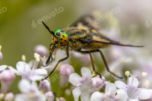Preview: Twin lobed deerfly