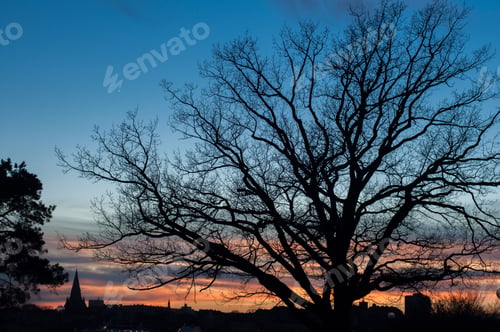 Preview: Stunning sunset and black silhouette of the tree. Stockholm, Sweden