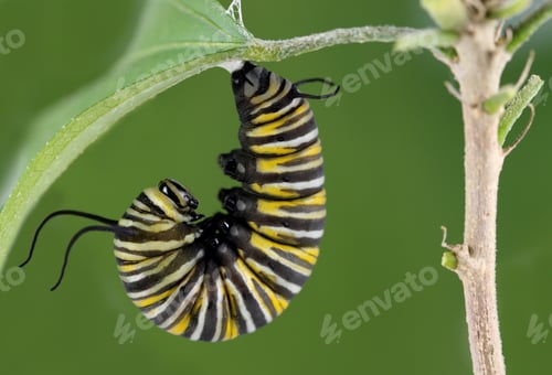 Preview: Monarch Caterpillar