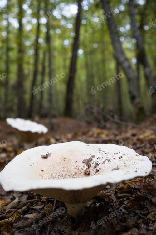 Preview: big white mushroom in autumn forest