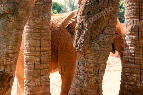Preview: An African elephant hiding among the palm
