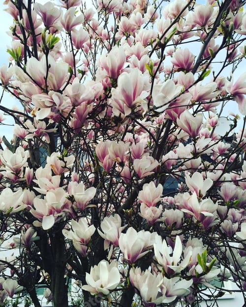 Preview: A magnolia tree in spring