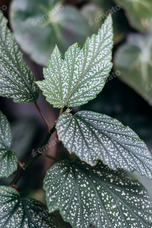 Preview: Leaves of begonia close-up.Houseplants and urban jungle concept.