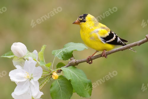 Preview: American Goldfinch