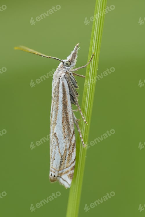 Preview: Closeup on European Hook-streak grass veneer, Crambus lathoniellus, hanging on a grass blade