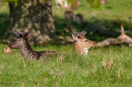 Preview: Majestic deer standing in a grassy meadow on a sunny day