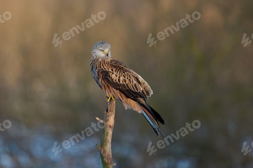 Preview: Red kite (Milvus milvus)