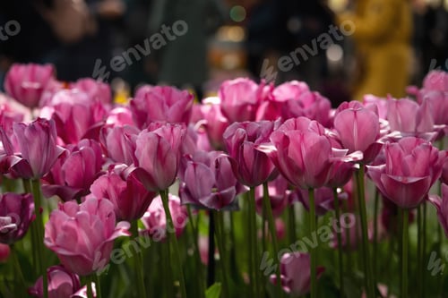 Preview: A flowerbed of pink with dark strokes on the petals of tulips, blurred background