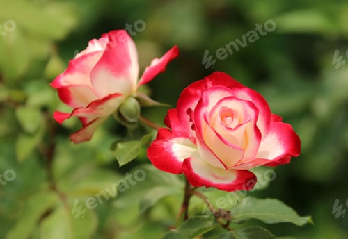 Preview: Close-up of vibrant red and white roses in full bloom against a lush green background.