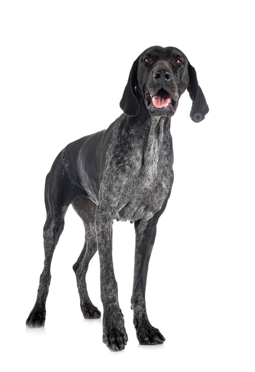 Preview: German Shorthaired Pointer
