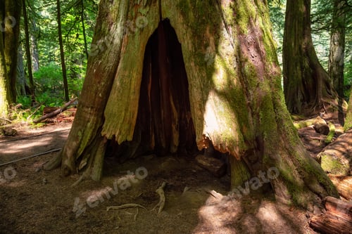 Preview: Hollow Cedar in the Rain Forest