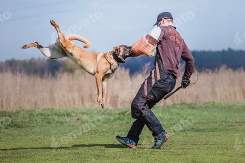 Preview: Working malinois dog. Belgian shepherd dog. Police, guard dog