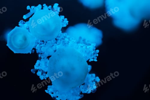 Preview: Selective focus of cassiopea jellyfishes with blue neon light on dark background