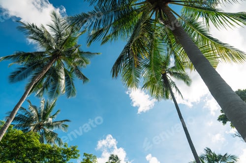 Preview: Tropical Paradise: Palm Trees, Breeze, and Azure Sea,vibrant view of a tropical island,