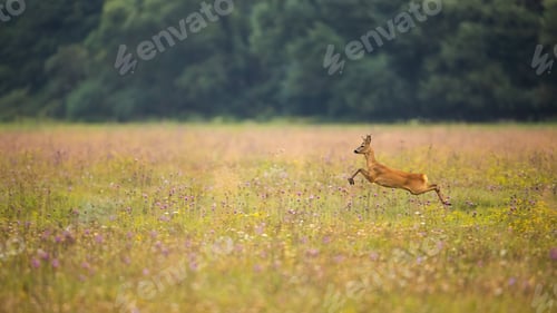 Preview: Roe deer jumping on meadow with flowers in autumn nature