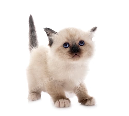 Preview: birman kitten in studio