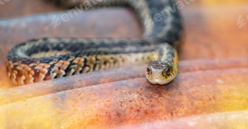 Preview: Reptile