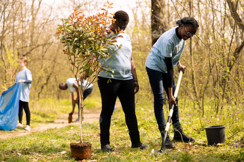 Preview: African american people digging ground with a shovel and planting tree