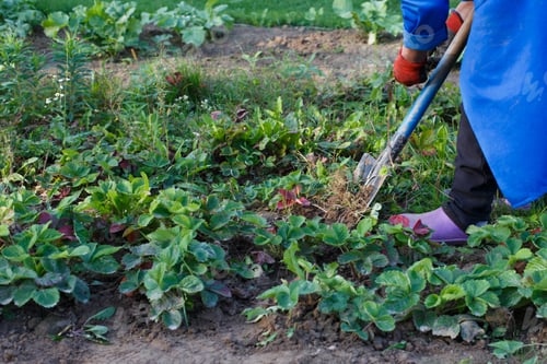 Preview: Woman weed the weeds of strawberry in field, work process