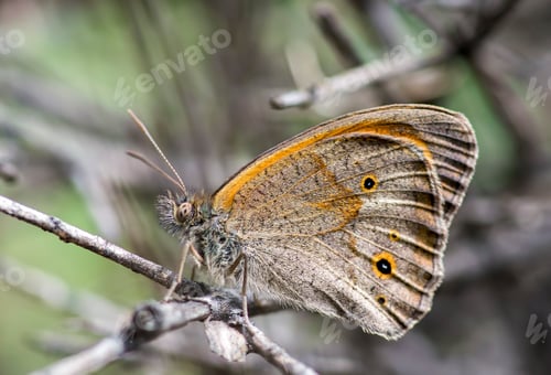 Preview: Natural life; butterfly in nature. Fauna / flora concept.