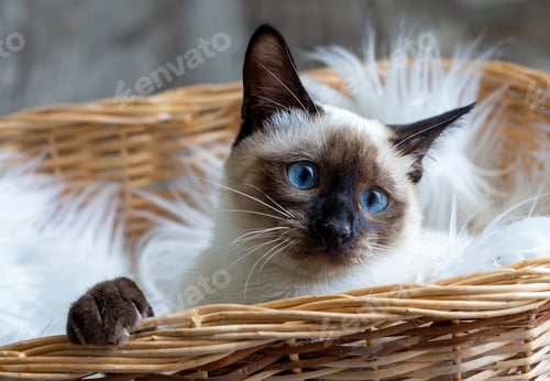 Preview: Cute kitten siamese cat indoor