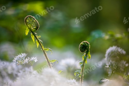 Preview: fern leaves and wild garlic flowers
