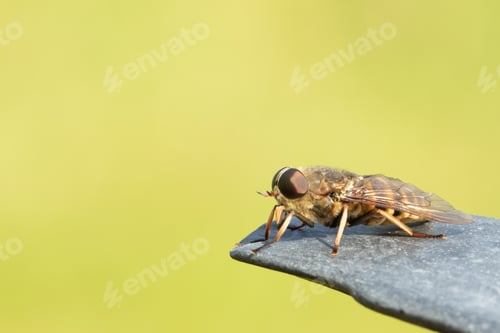 Preview: Horsefly on a rock