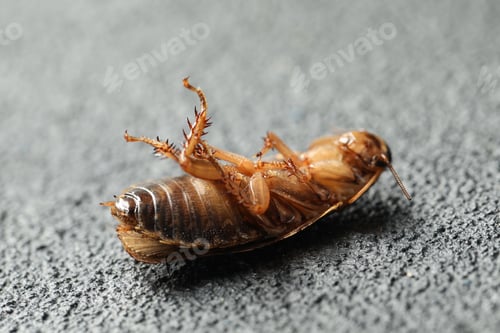 Cockroach on Its Back in Extreme Close-Up