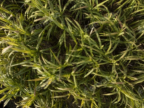 Preview: Aerial view of sugarcane plants growing at field