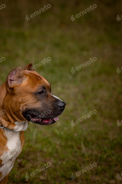 Preview: Autumn background with red Pit Bull Terrier
