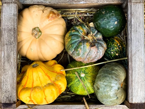 Preview: Halloween theme: wooden box full of colourful pumpkins and squashes