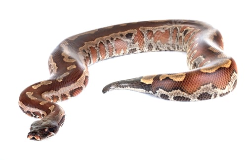Preview: Python brongersmai in studio