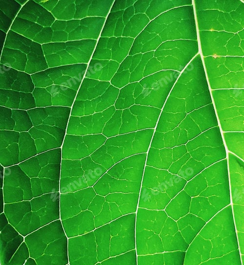 Preview: leaf veins