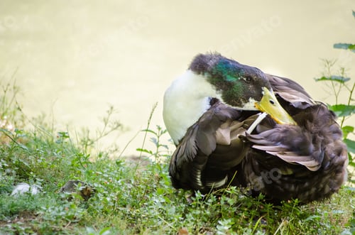 Preview: Duck preening by riverside in natural setting