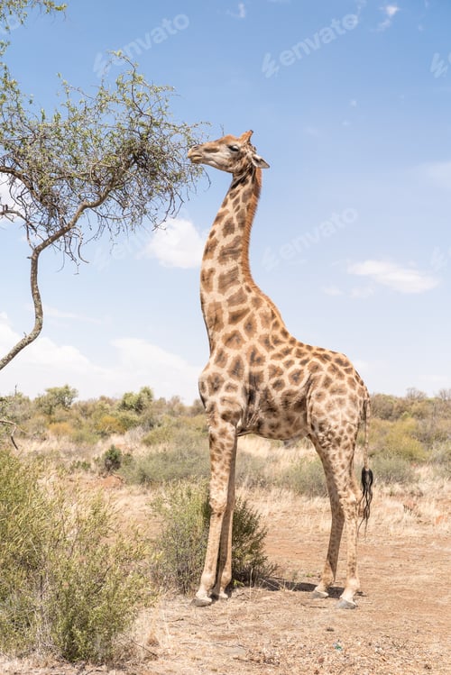 Preview: Giraffe eating leafs