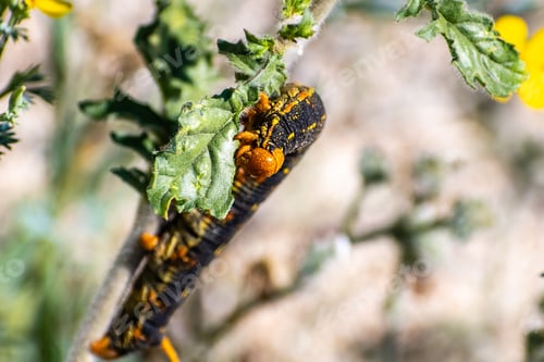 Preview: Close up of White-lined Sphinx moth caterpillar