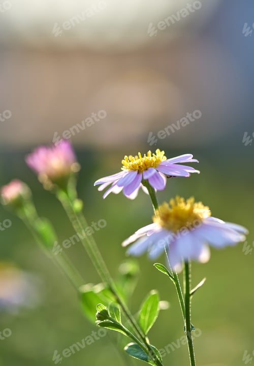 Preview: Close-up view of the daisies in the garden