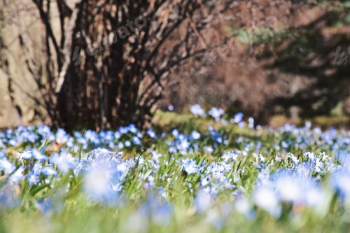 Preview: A carpet of Chionodoxa flowers in a spring in a wooded area